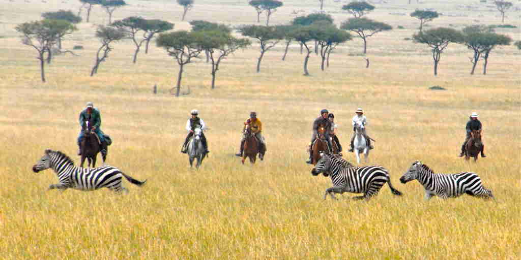 offbeat riding safaris zebra kenya yellow zebra safaris