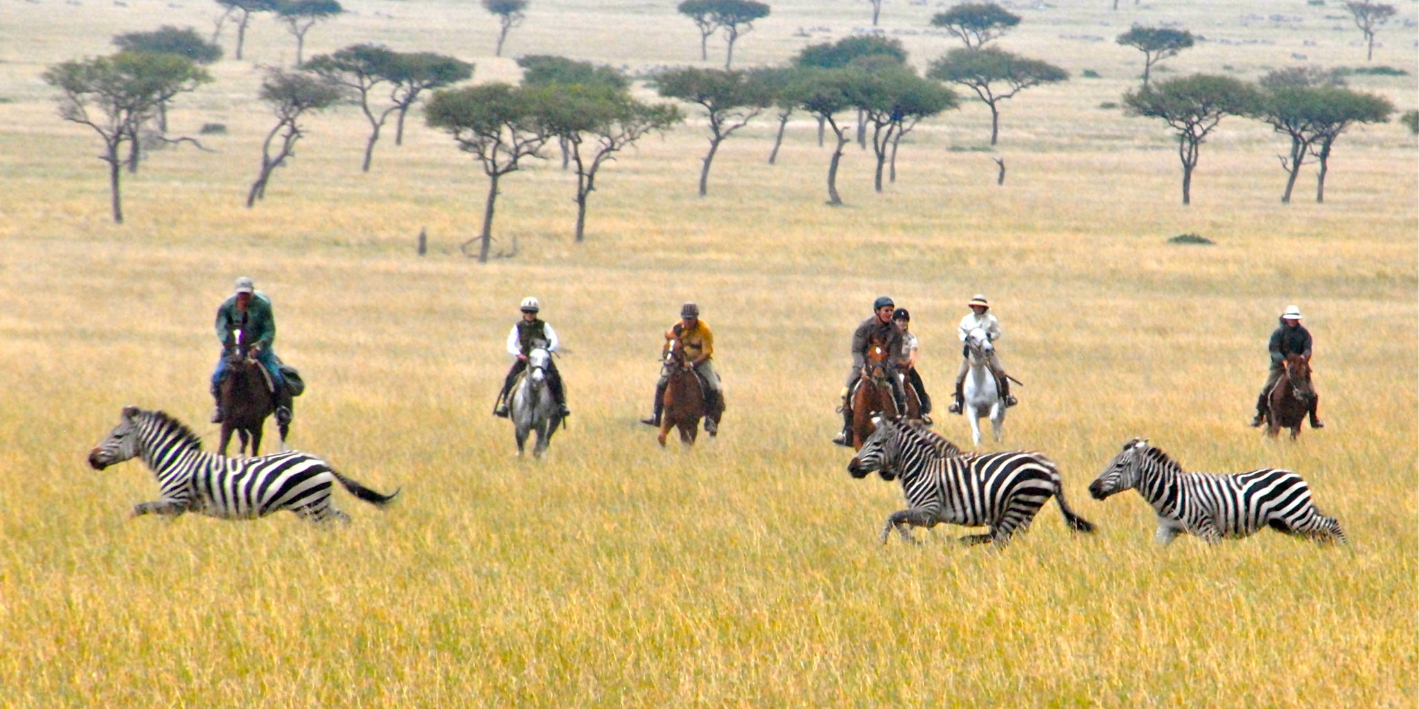 reviews of yellow zebra safaris