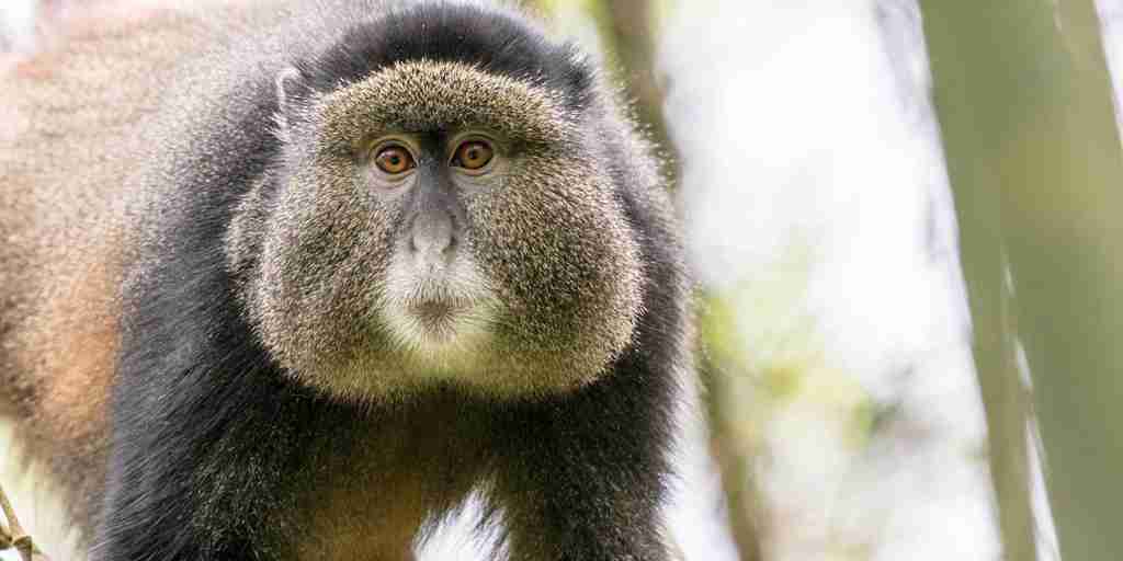 golden monkey, mgahinga gorilla national park, uganda safaris