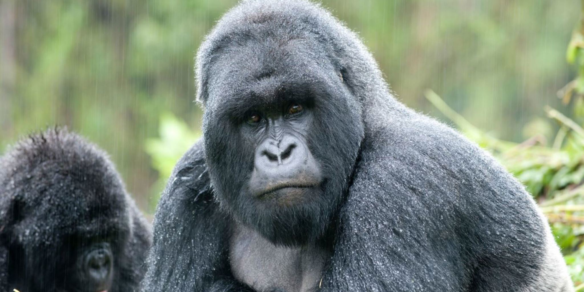 Gorilla, mgahinga gorilla national park, uganda