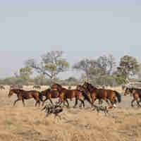 okavango horse safaris dogs botswana yellow zebra safaris