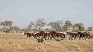 okavango horse safaris dogs botswana yellow zebra safaris