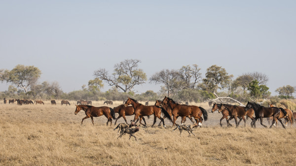 okavango horse safaris dogs botswana yellow zebra safaris
