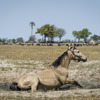 okavango horse safaris horse botswana yellow zebra safaris