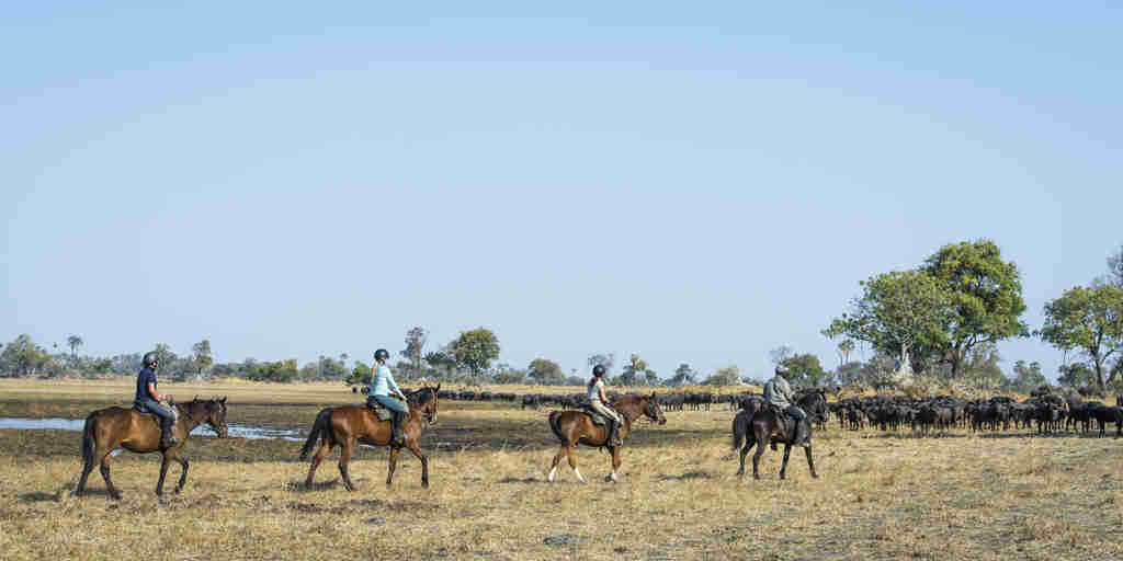 okavango horse safaris horses botswana yellow zebra safaris