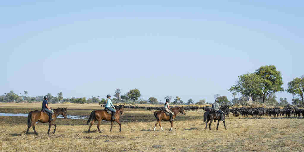 okavango horse safaris horses botswana yellow zebra safaris