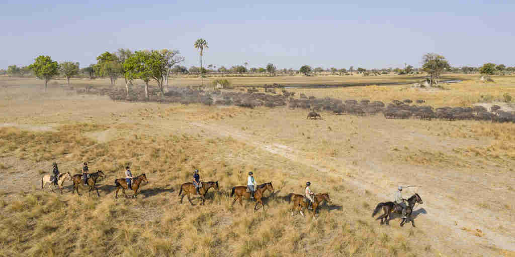 okavango horse safaris horses herd botswana yellow zebra safaris