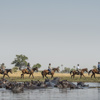 okavango horse safaris water horse land botswana yellow zebra safaris