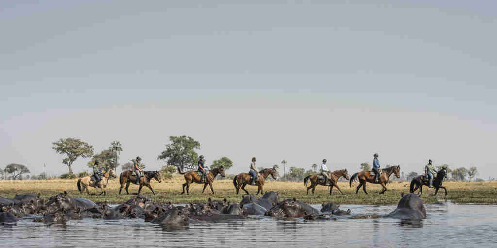 okavango horse safaris water horse land botswana yellow zebra safaris