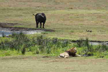 5bufallo lion serengeti client review yellow zebra safaris