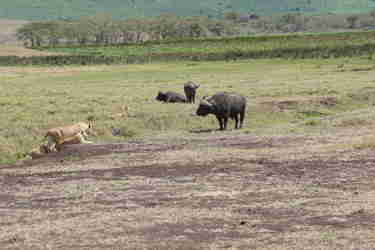 6bufallo lion serengeti client review yellow zebra safaris