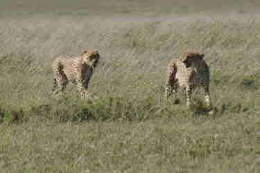 8cheetahs serengeti client review yellow zebra safaris