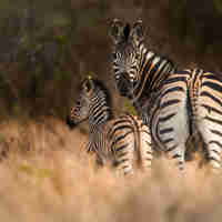 first safari advice yellow zebra safaris