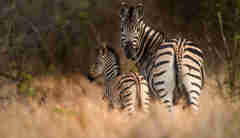 first safari advice yellow zebra safaris
