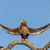 Eagle Spreading Wings, Africa, Ross Couper