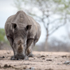 Conservation, Rhino, North Luangwa, Zambia