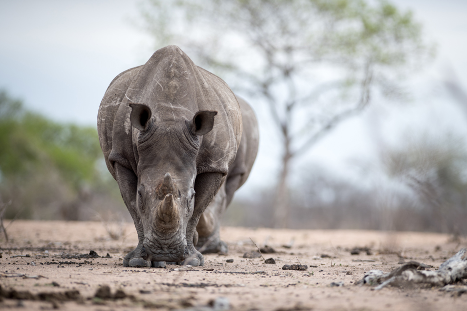 Conservation, Rhino, North Luangwa, Zambia
