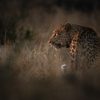 Ross Couper© 54