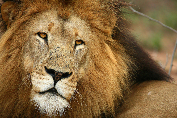 lions timbavati south africa yellow zebra safaris