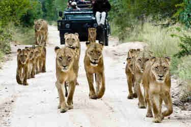 lions sabi sands south africa yellow zebra safaris