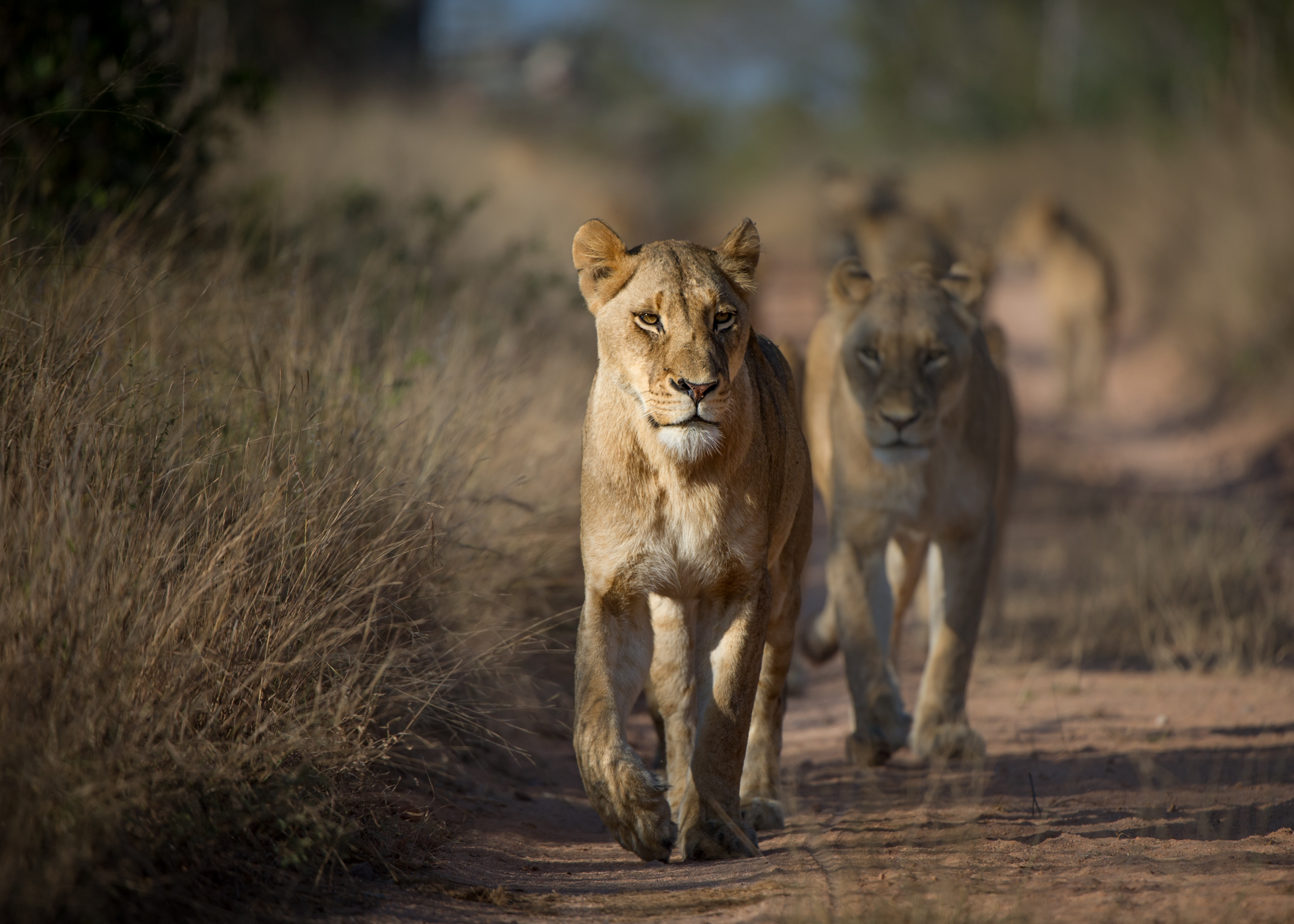 Where is Best to See Lions in Africa Yellow Zebra Safaris