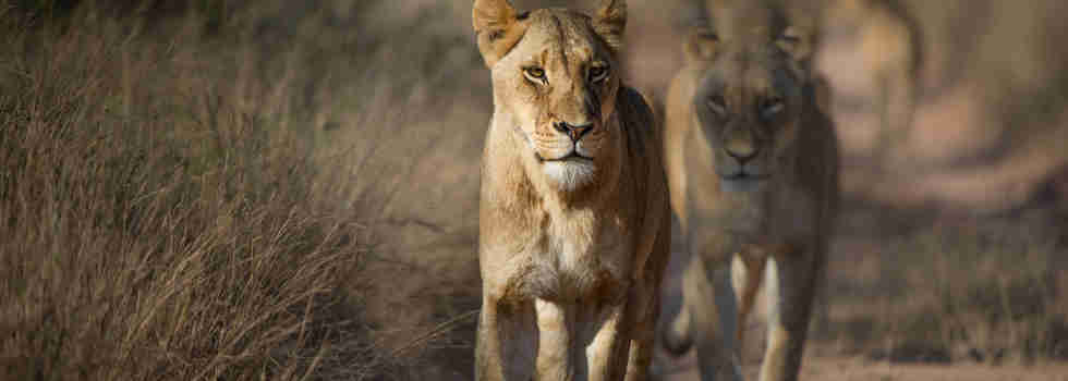best places to see lion africa yellow zebra safaris