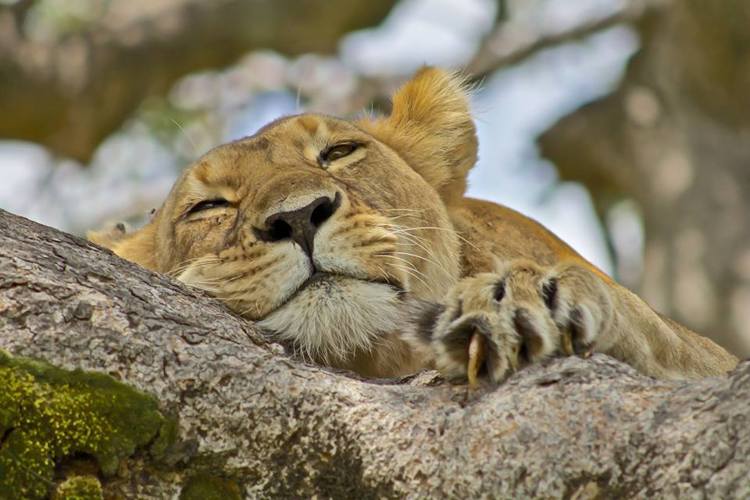 tree climbing lion queen elizabeth uganda yellow zebra safaris