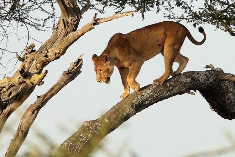 2tree climbing lion queen elizabeth uganda yellow zebra safaris