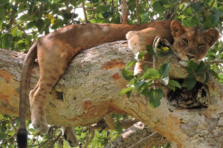 3tree climbing lion queen elizabeth uganda yellow zebra safaris