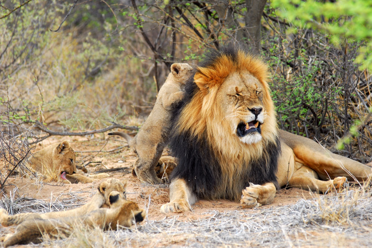 Where is Best to See Lions in Africa? | Yellow Zebra Safaris