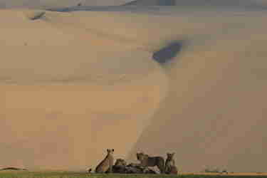 desert lions namibia yellow zebra safaris