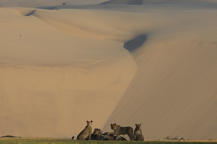 desert lions namibia yellow zebra safaris