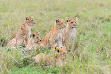 lions maasai mara kenya yellow zebra safaris