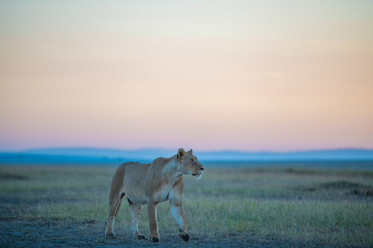 marsh lions maasai mara kenya yellow zebra safaris