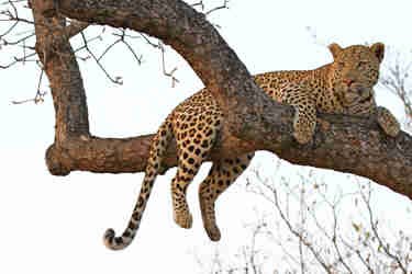 leopard in tree sabi sands south africa yellow zebra safaris