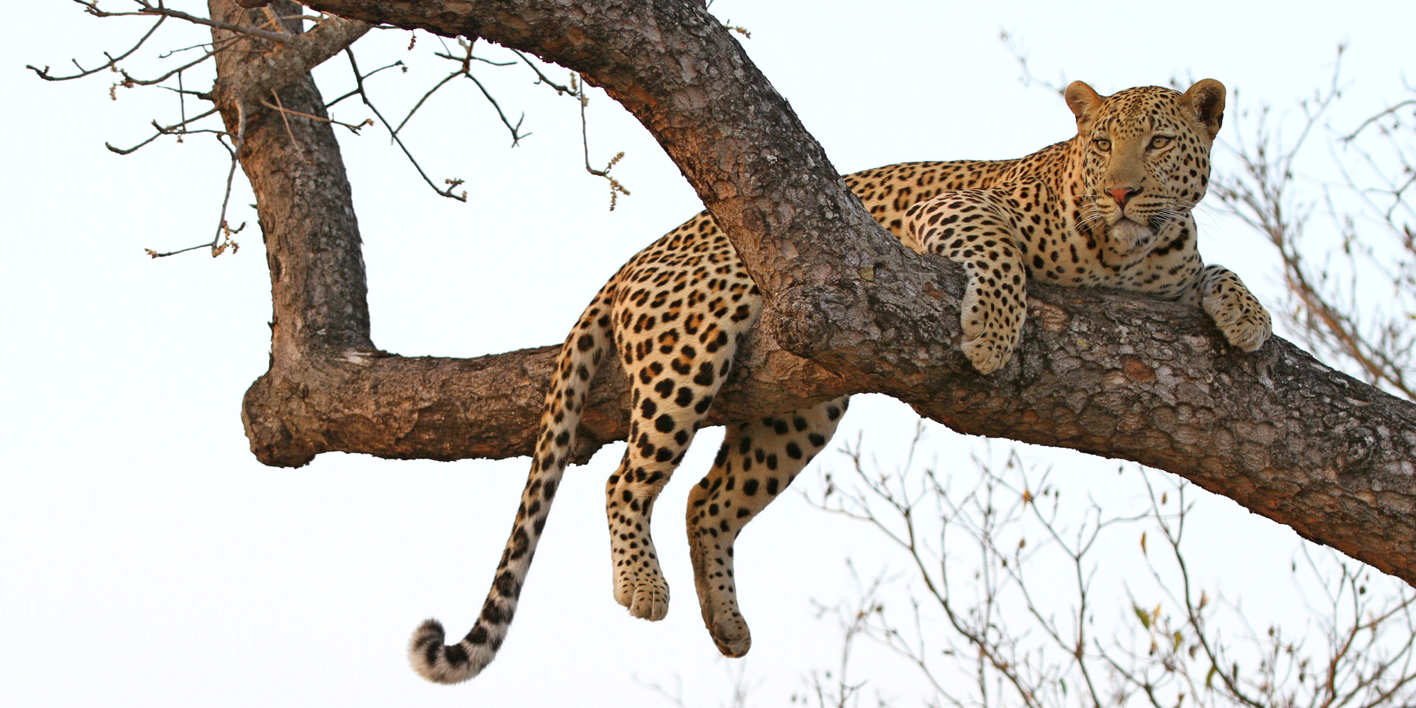 leopard in tree sabi sands south africa yellow zebra safaris