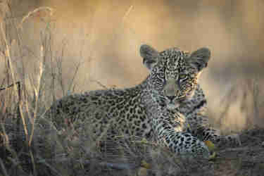 leopard singita sabi sands south africa yellow zebra safaris