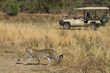 leopard south luangwa zambia yellow zebra safaris