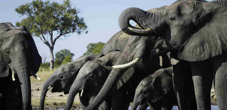 hwange zimbabwe top places to see elephants in africa yellow zebra safaris