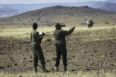 desert rhino camp namibia africa yellow zebra safaris