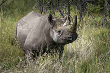 rhino okavango delta botswana yellow zebra safaris