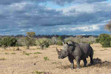 rhino sabi sands south africa yellow zebra safaris