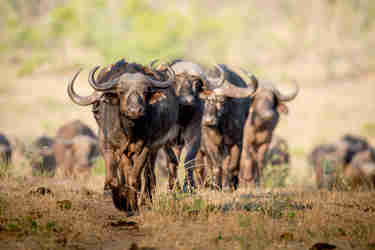 best places to see buffalos africa yellow zebra safaris