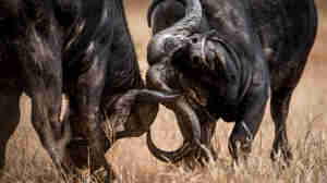 best places to see buffalo africa yellow zebra safaris