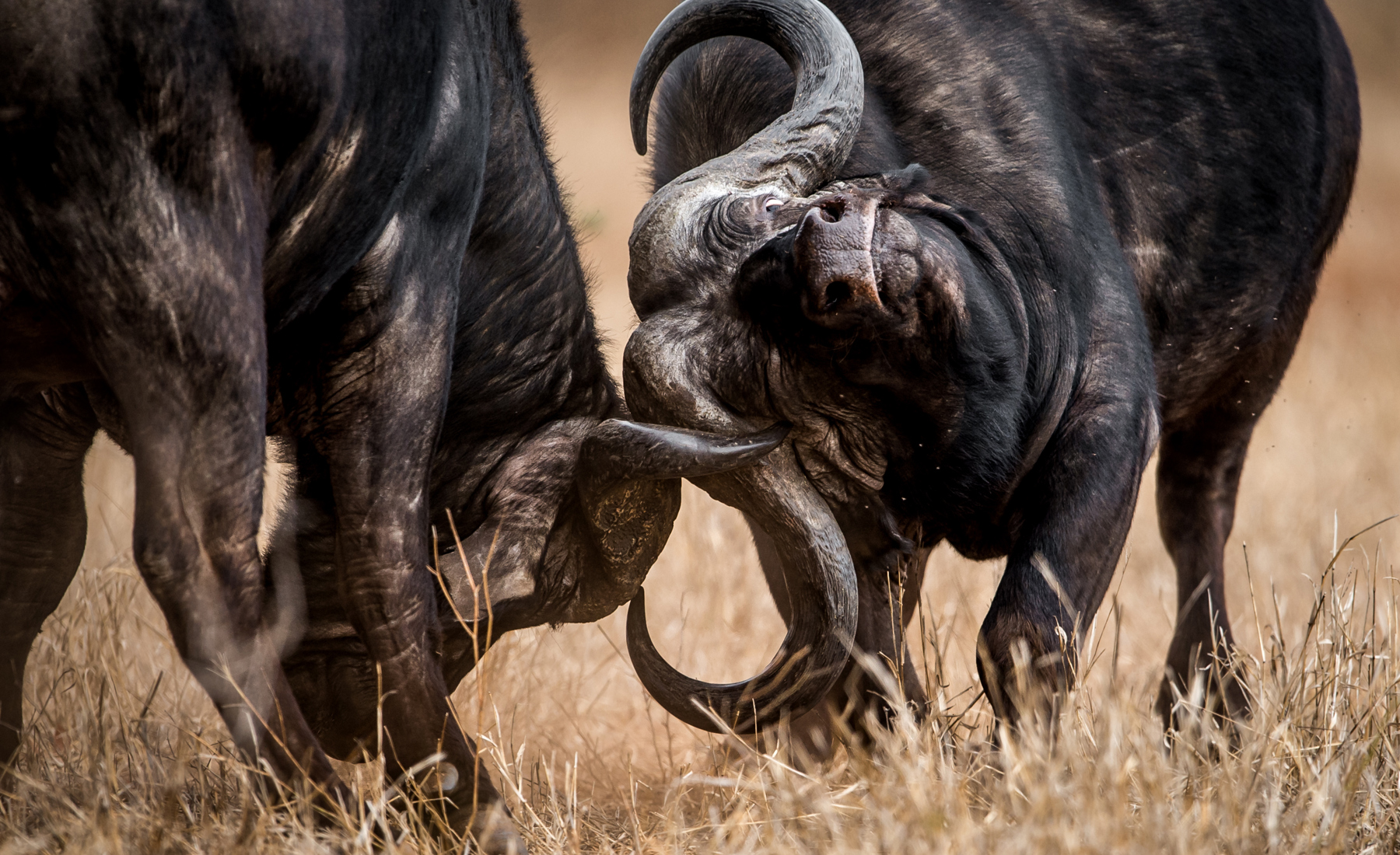 best places to see buffalo africa yellow zebra safaris
