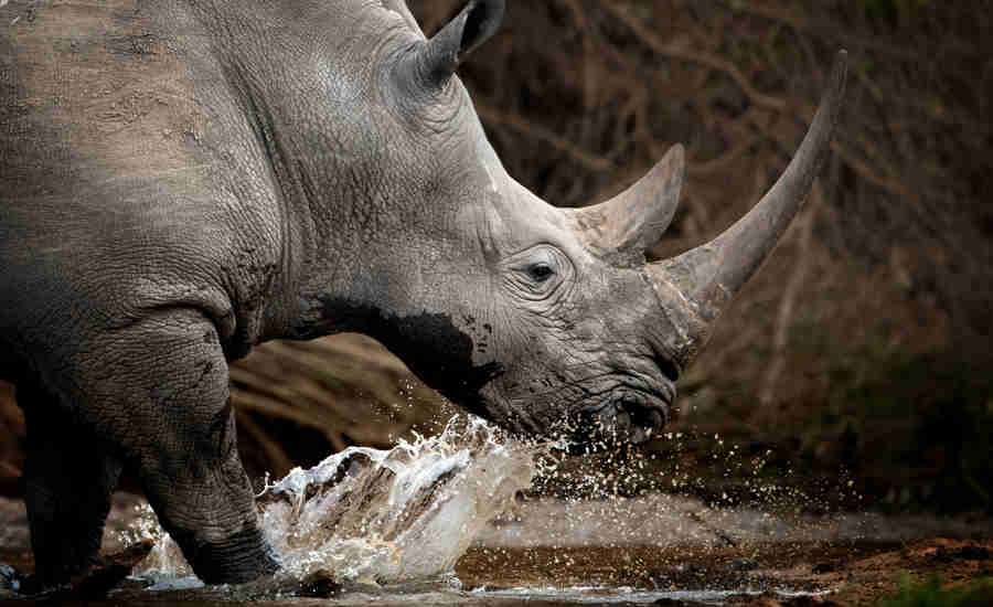 best places to rhino africa yellow zebra safaris