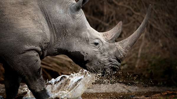 best places to rhino africa yellow zebra safaris