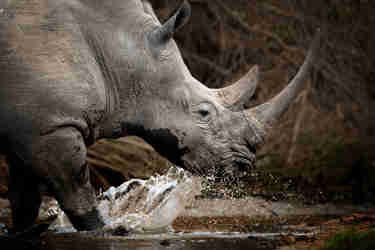 best places to rhino africa yellow zebra safaris