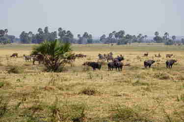 buffalo katavi tanzania yellow zebra safaris