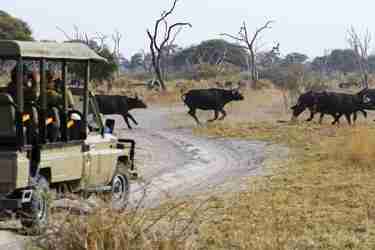 buffalo chobe game reserve botswana yellow zebra safaris